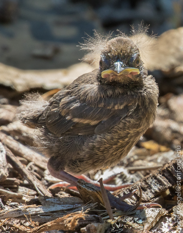 Spotted towhee